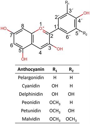 Single anthocyanins effectiveness modulating inflammation markers in obesity: dosage and matrix composition analysis